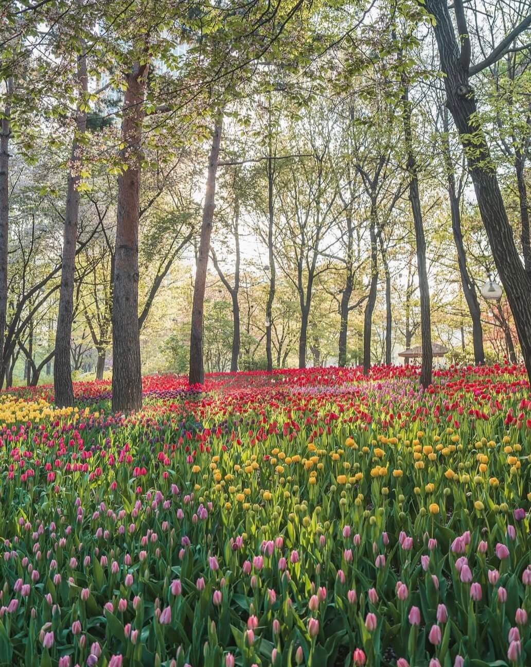 2025 서울숲 튤립 구경 가이드 관련사진