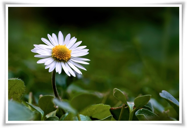 "마가렛" 상큼함으로 일상을 물들이는 꽃, 키우기부터 활용까지 완벽 가이드!