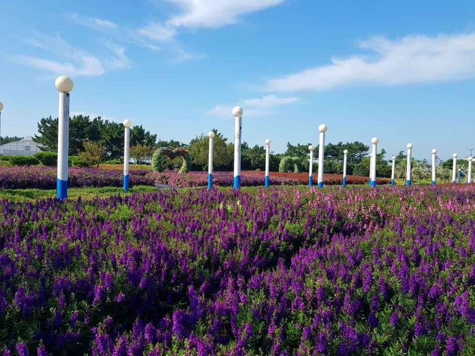 2025 태안 가을꽃박람회