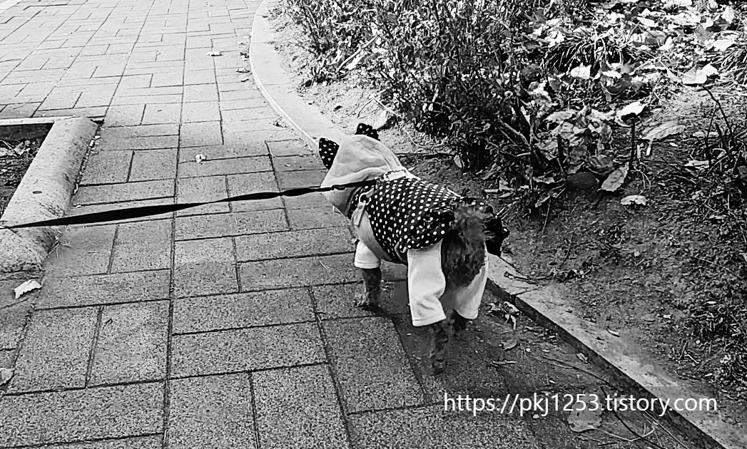 Alt 속성 문제 해결 설명 이미지