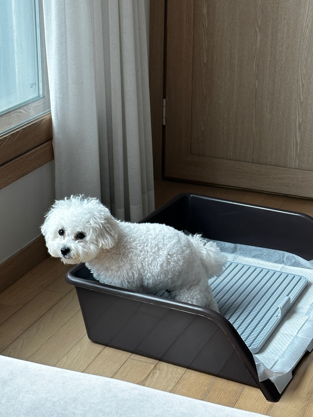 비숑프리제 강아지가 실내 독톡 배변판 위에서 배변 중인 모습, 배변훈련 중 실사