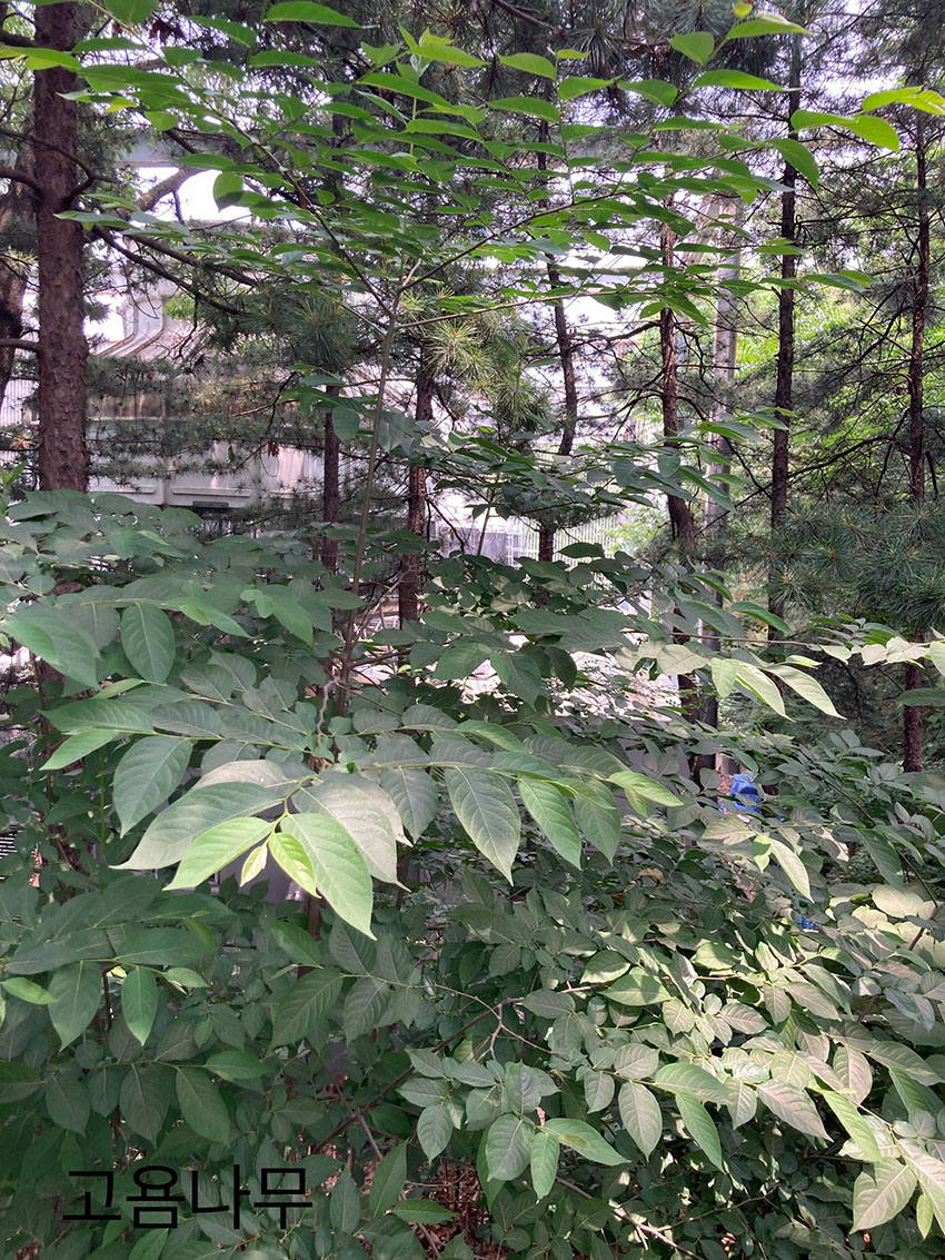 고욤나무