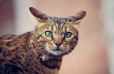 귀가 뒤를 향하고 있는 고양이