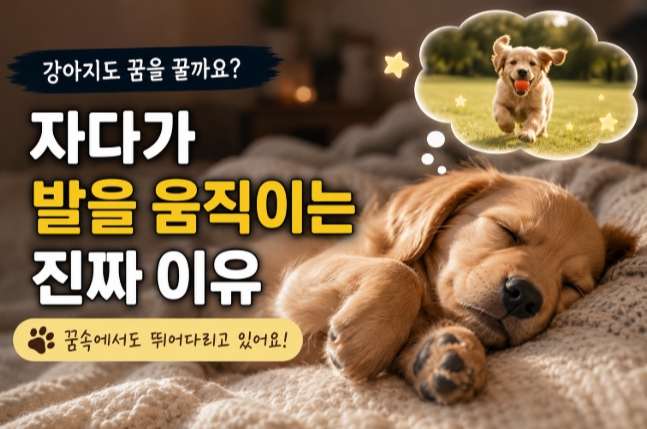 반려견 꿈꾸는 행동을 표현한 이미지