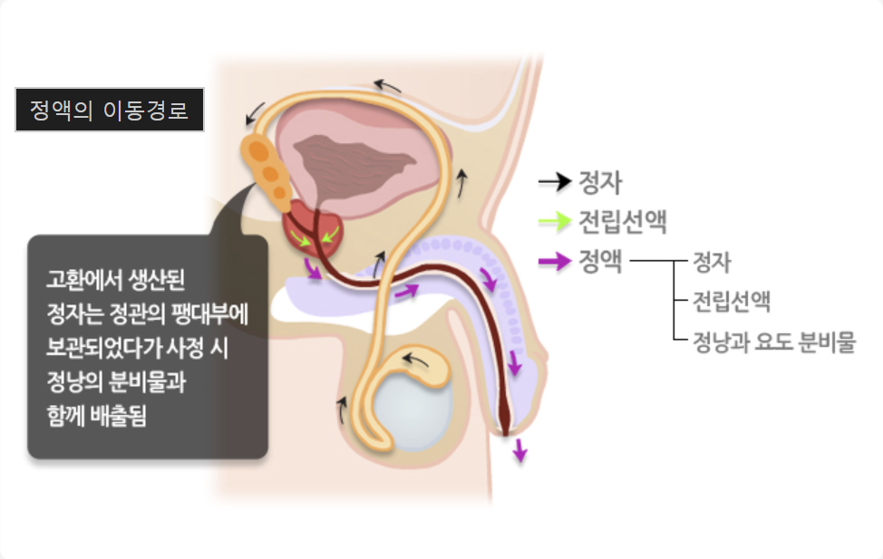 전립선 비대증