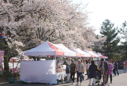 가평 벚꽃명소 에덴벚꽃길 벚꽃축제