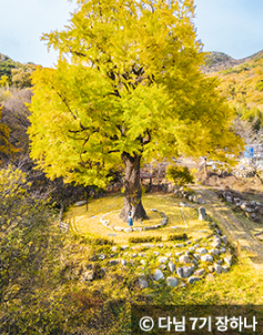 은행나무 명소