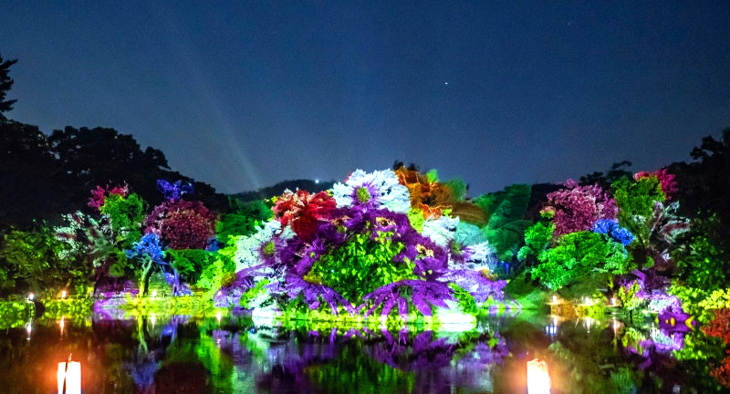 창경궁 물빛연화