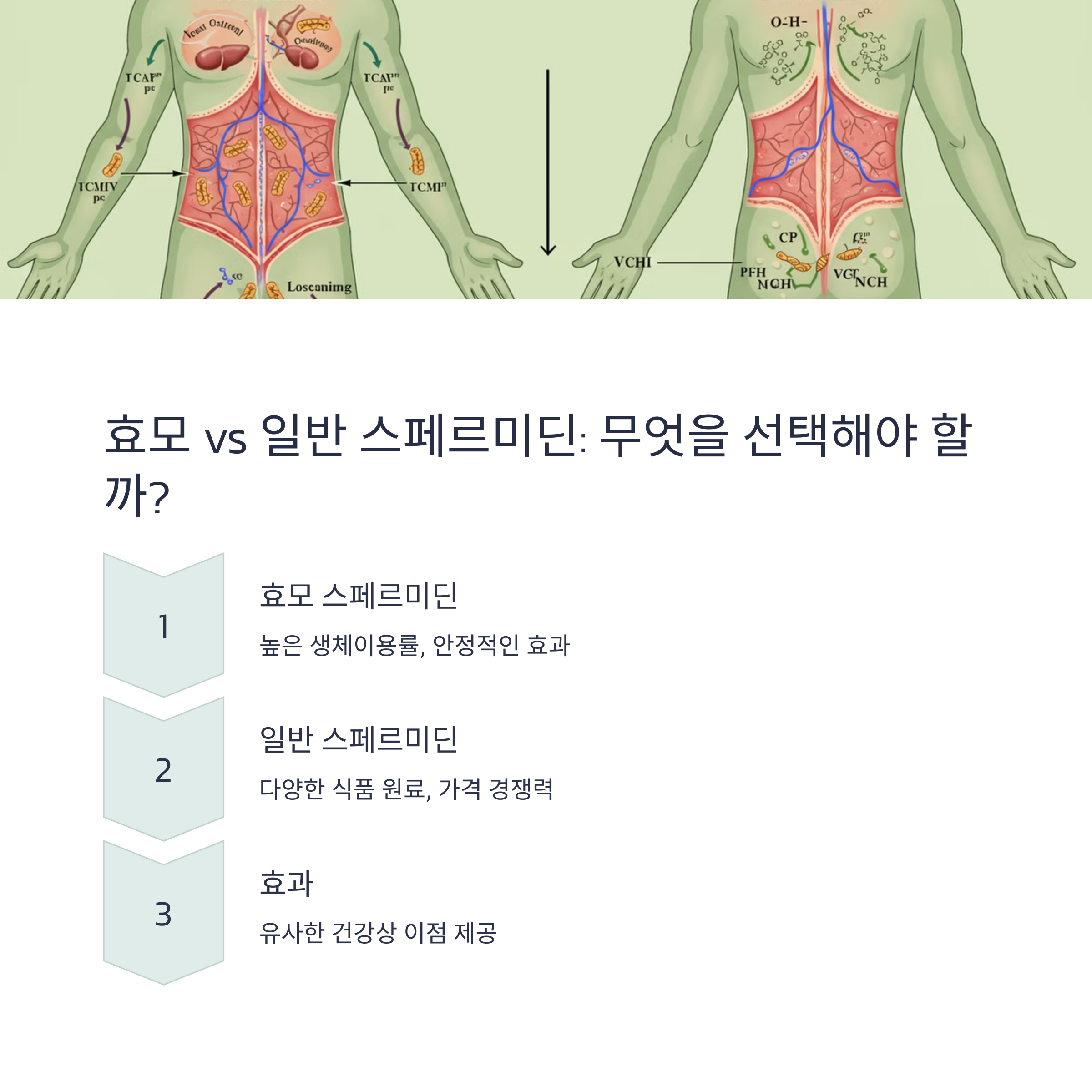 효모 스페르미딘 vs 일반 스페르미딘