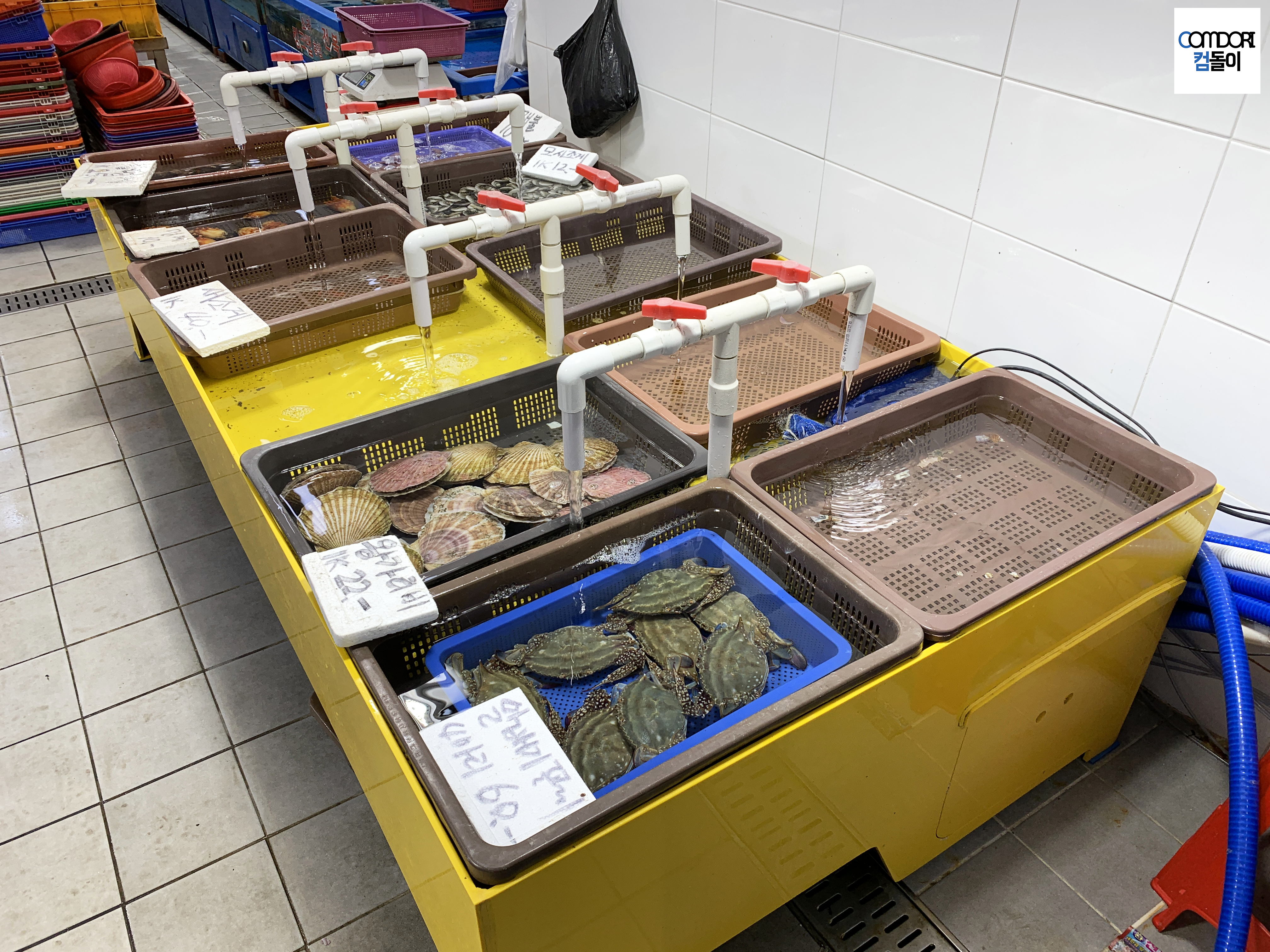 왕가리비 알배기 꽃게,