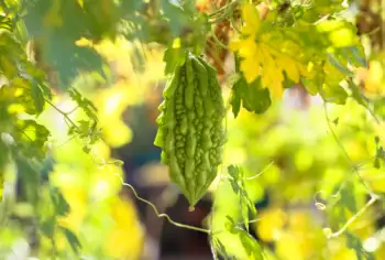 여주 효능과 영양성분, 먹는법