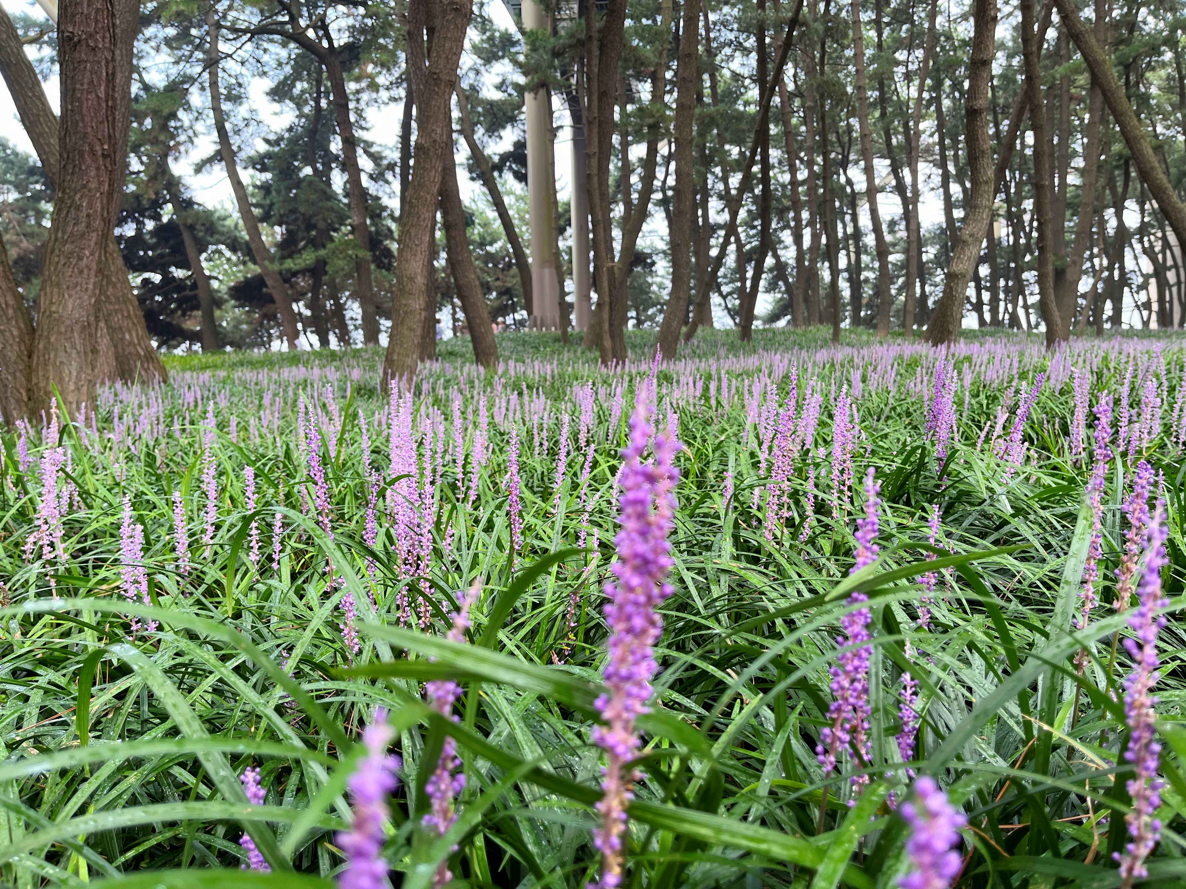 장항 맥문동꽃 축제
