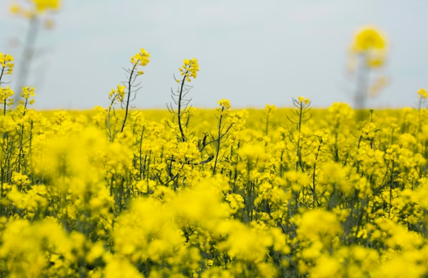 2024 벚꽃 개화시기 : 벚꽃 축제 일정, 축제 명소, 진해 군항제