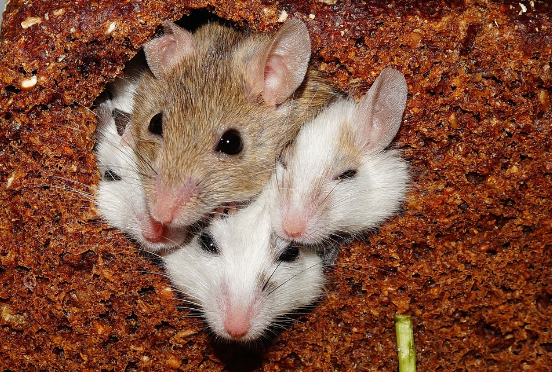 2023년 쥐띠 운세