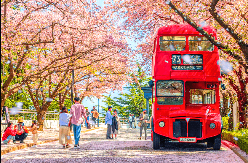 대구 이월드 벚꽃축제 관련사진
