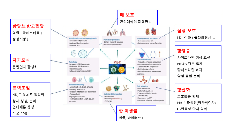 비타민C의 기능