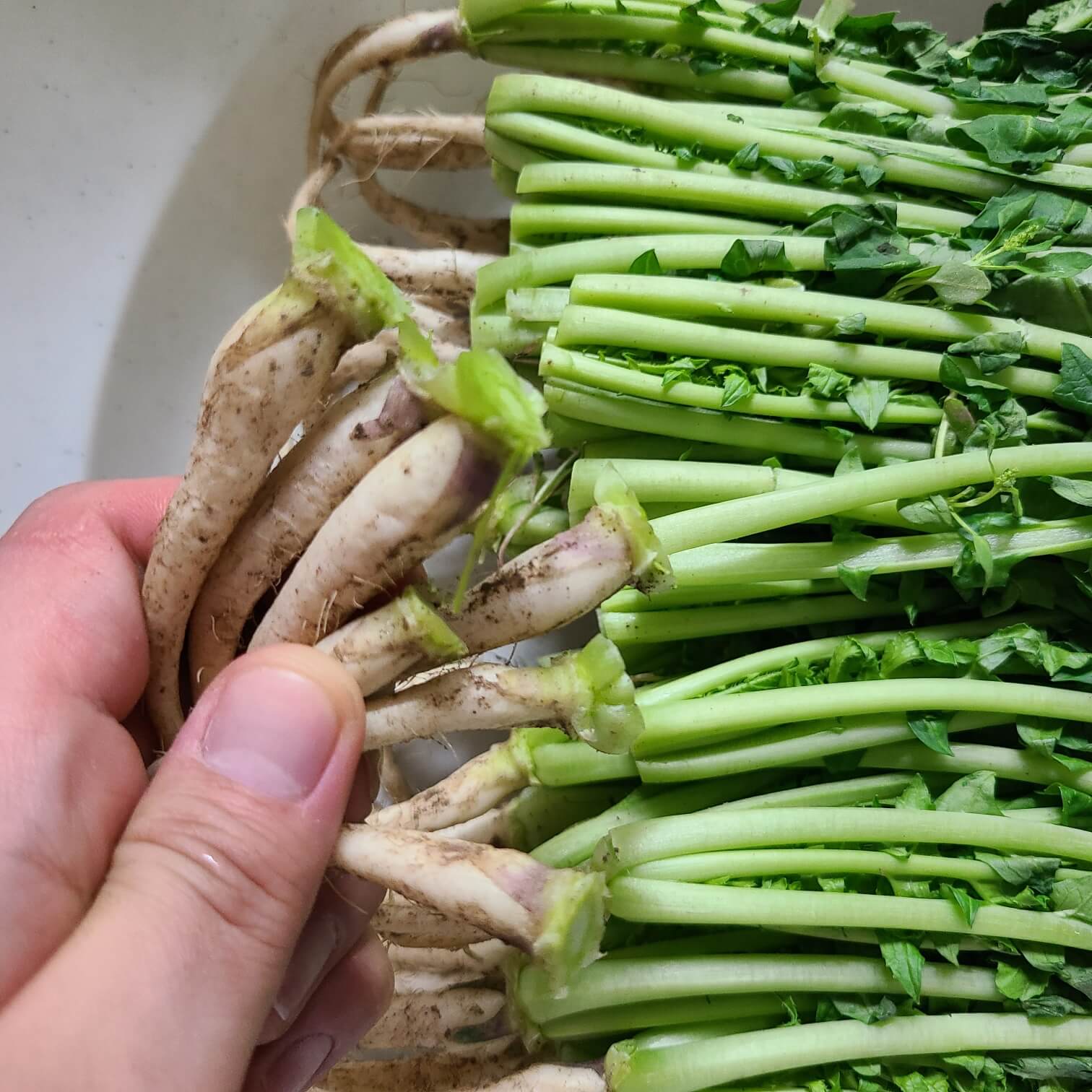 #열무 얼갈이 #열무 4kg #어린열무 #포천열무 #일산열무 #열무1단 #솎음열무 #열무나오는시기 #박스열무 #열무한단 무게 #열무시세 #열무김치 #열무김치담그는법 #열무물김치 #열무국수 #열무비빔밥 #열무비빔국수 #열무무침 #열무심는시기 #열무물김치담그는법 #열무김치 맛있게 담그는법황금레시피 #열무김치 맛있게 담그기 #열무 물김치 담그는법 #열무 파종시기 #열무 자박이김치 담그는법 #열무얼갈이김치 담그는법 #열무와 알타리 #열무김치맛있게 담는 법 #열무 물김치 #열무물김치 맛있게 담그는법황금레시피 #열무김치 황금레시피 #열무 비빔밥 #열무와 알타리 웹툰 #열무 물 김치 #열무김치 레시피 #열무우 #열무비빔면 #열무파종시기 #열무얼갈이김치 #열무된장국