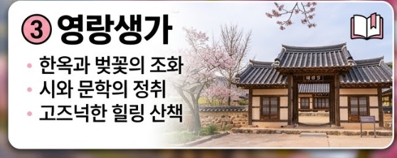 강진 벚꽃