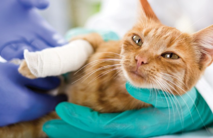 다리에 붕대를 뿌리는 고양이.