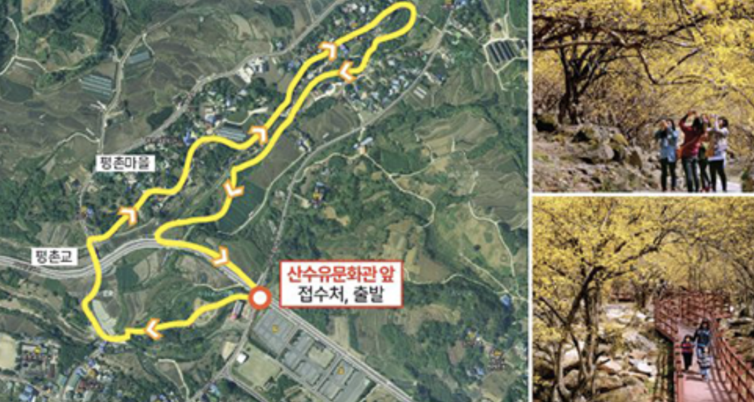 산수유꽃길 걷기