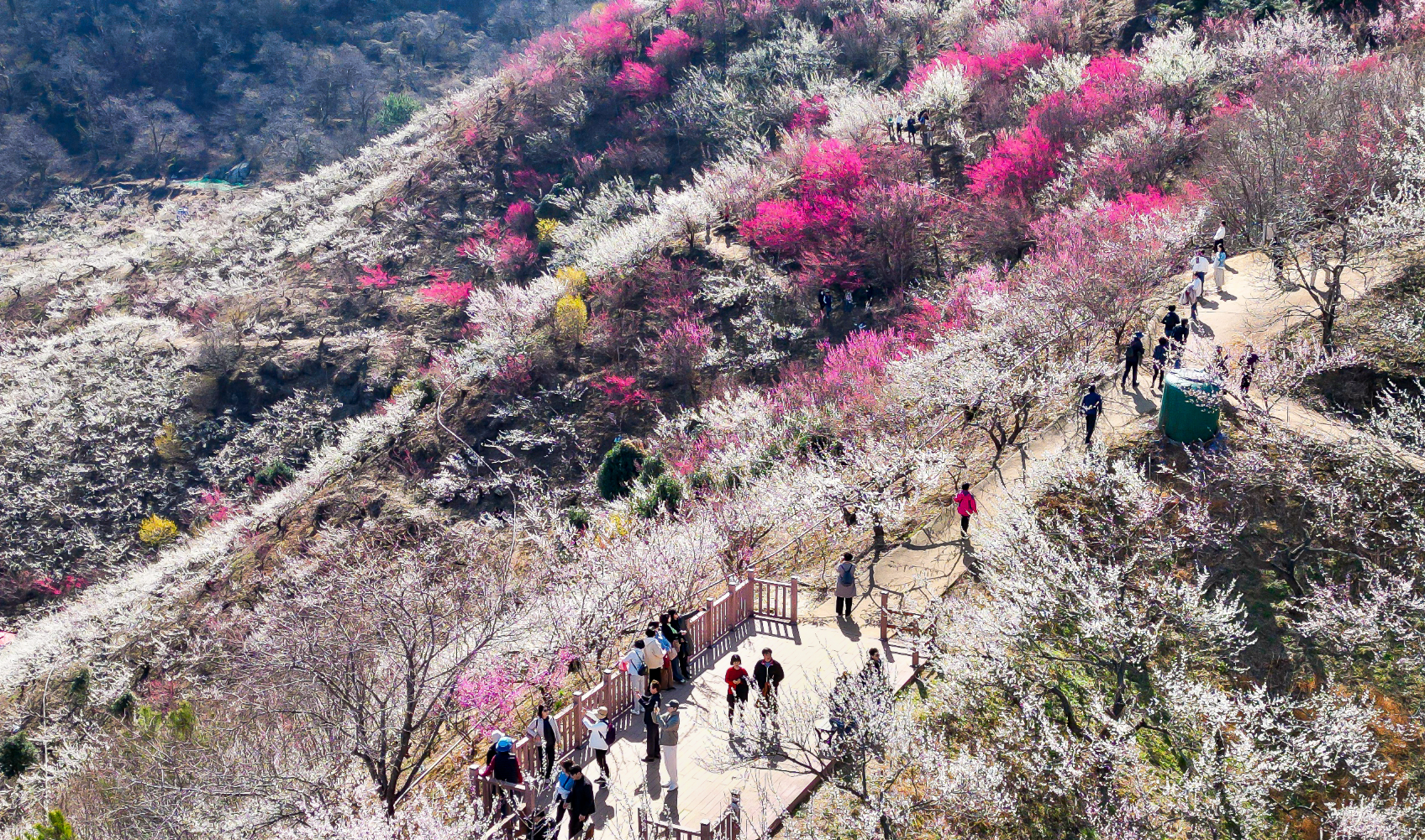 광양매화축제 주차안내 