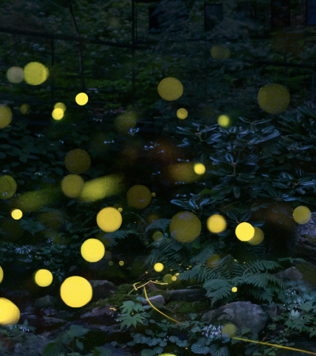 벚꽃 개화시기 2024 축제 명소