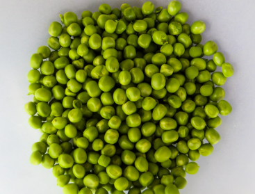 완두콩 파종시기와 심는시기 그리고 재배법 수확시기 총정리