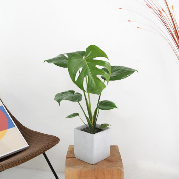 실내 식물을 선택할 때 고려해야 할 중요한 조건