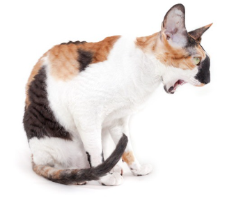 입을 벌리는 고양이.