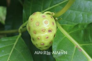 베트남 노니