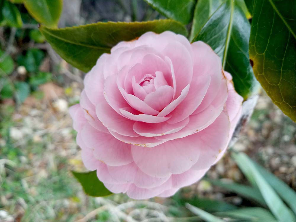 분홍색 동백꽃의 꽃말은
당신의 사랑이 나를 아름답게 합니다.