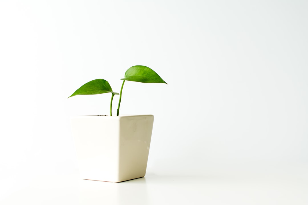 Pothos