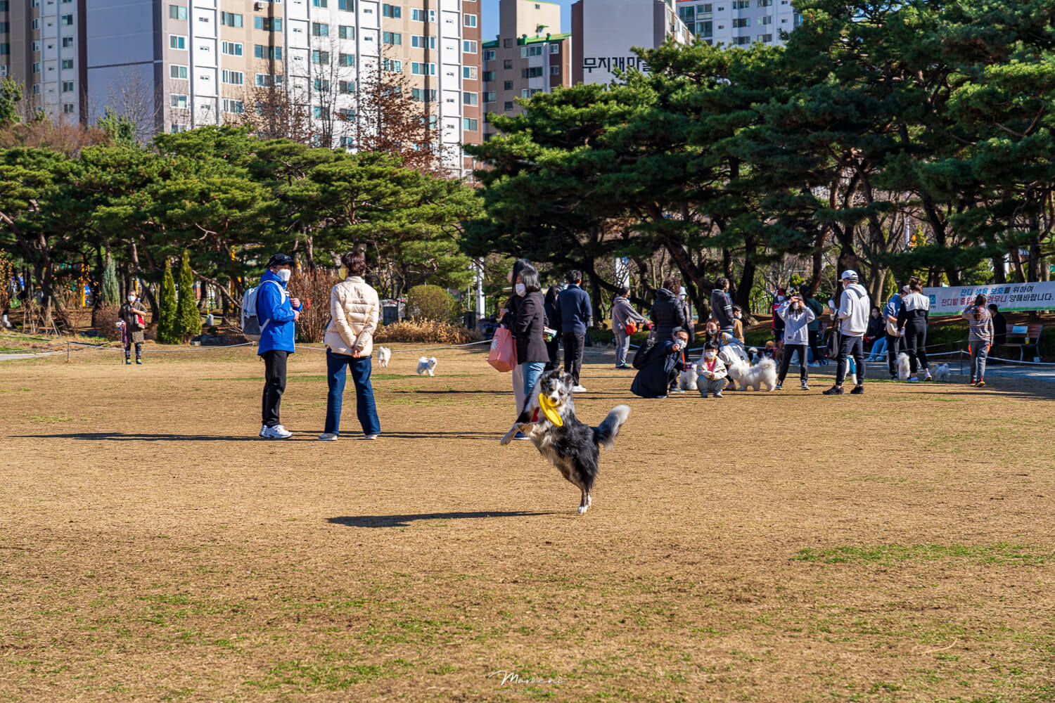 중앙공원 애견운동장