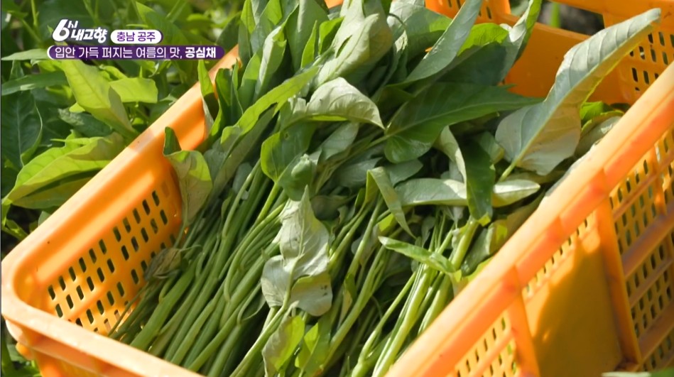 6시내고향 공주 곰심채 썸네일