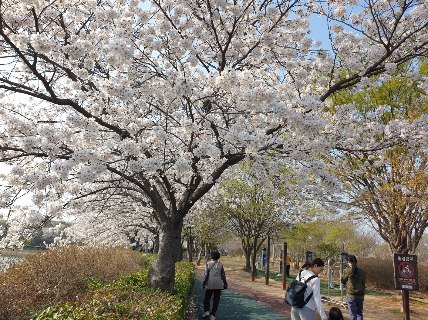 담양벚꽃 명소