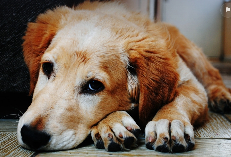 애완동물과 건강