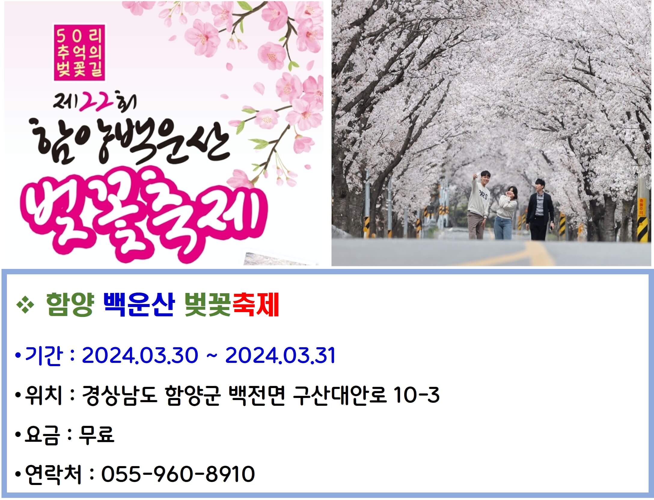 함양 백운산 벚꽃축제