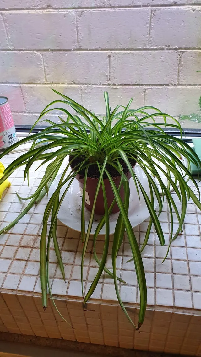 알레르기 배려 저자극실내식물 추천 흙먼지줄이기 수경재배 활용_1