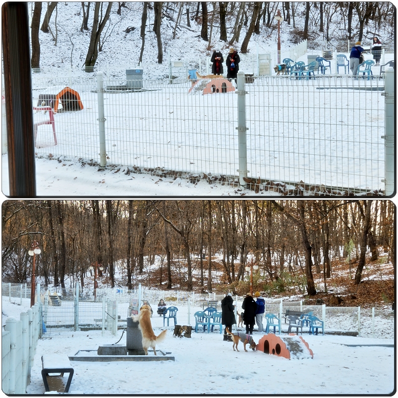 율동공원 나폴레옹