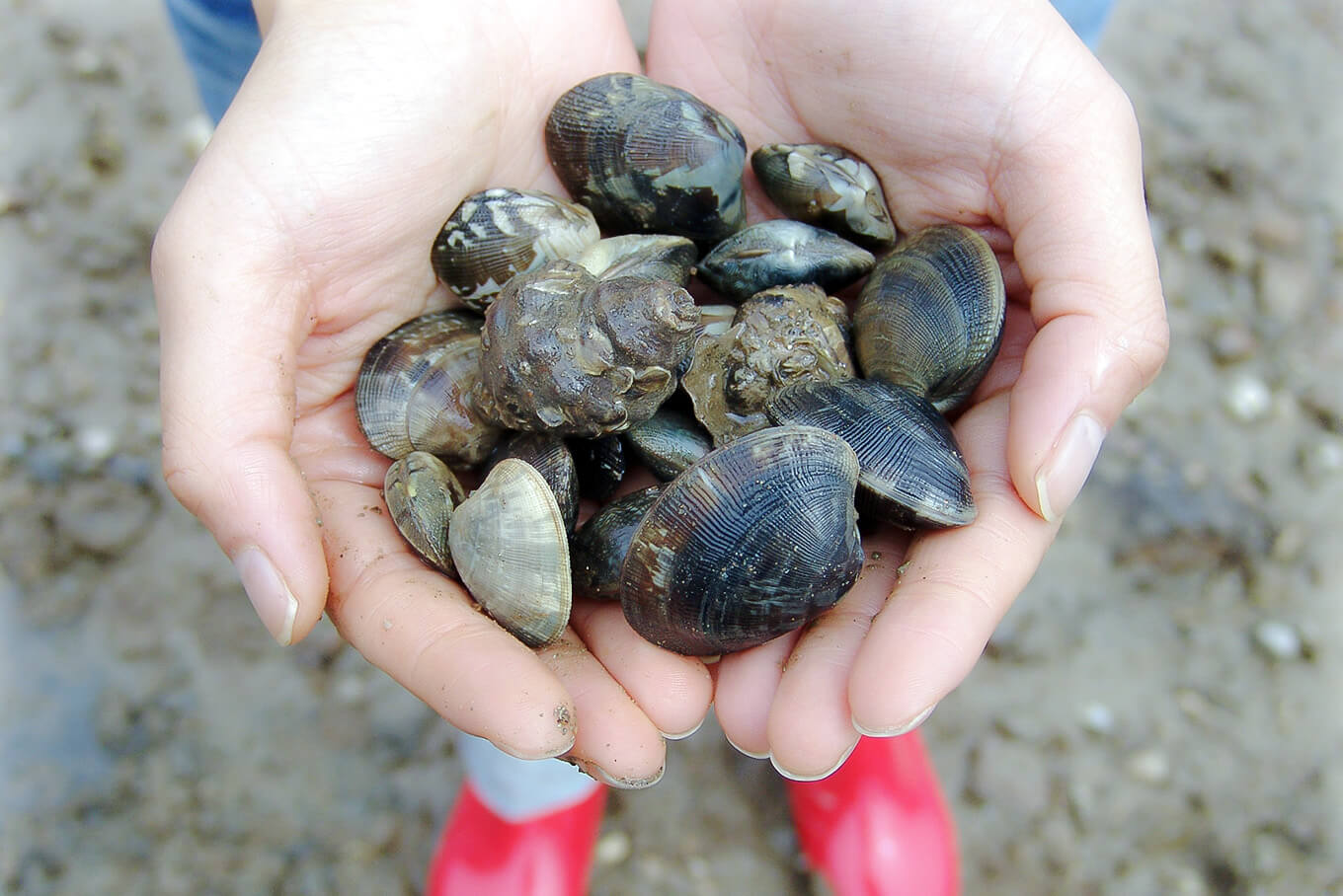 안면도수산시장 수산물 축제