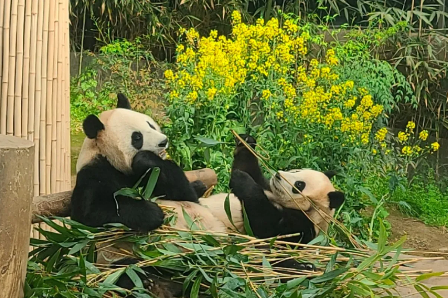 에버랜드 판다 가족이 대나무 잎을 뜯어 먹고있다.