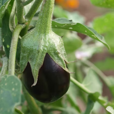 가지 효능 놀라운 9가지 부작용 고르는법 칼로리