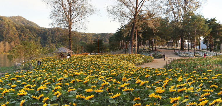 2024년 자라섬 꽃 페스타 일정