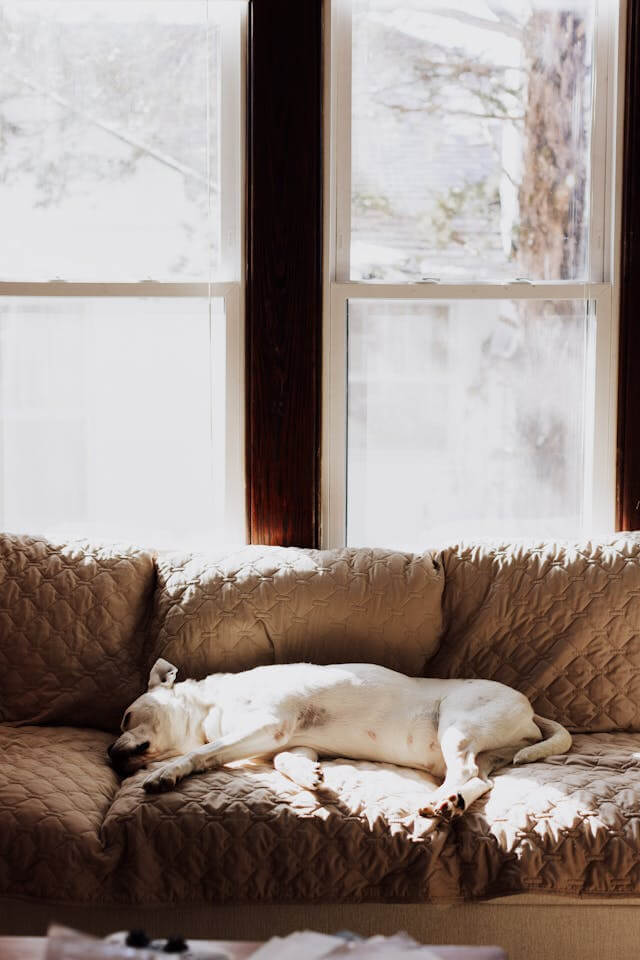 꿈꾸는 반려견 사진