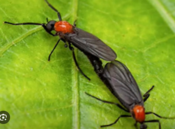 러브버그퇴치법3