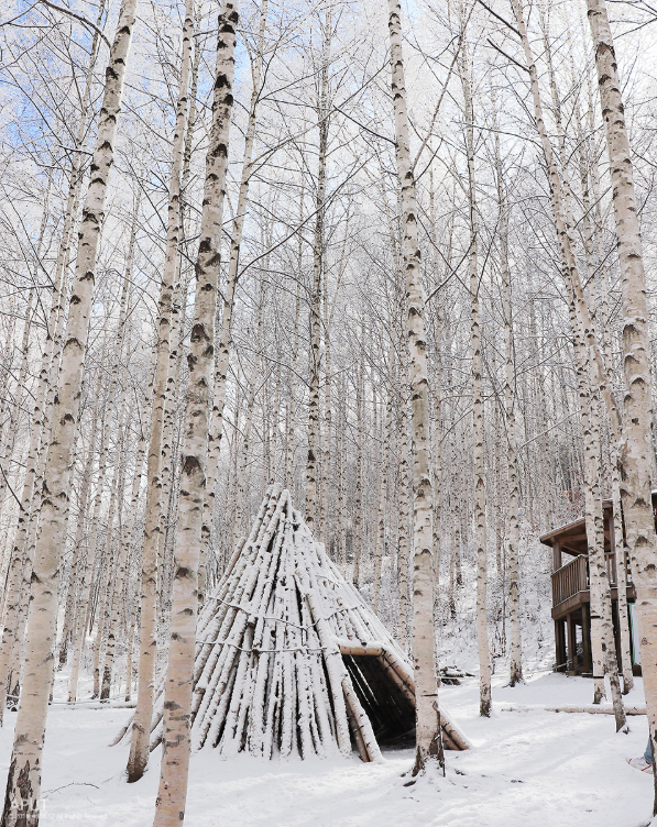 강원도 인제 자작나무 숲