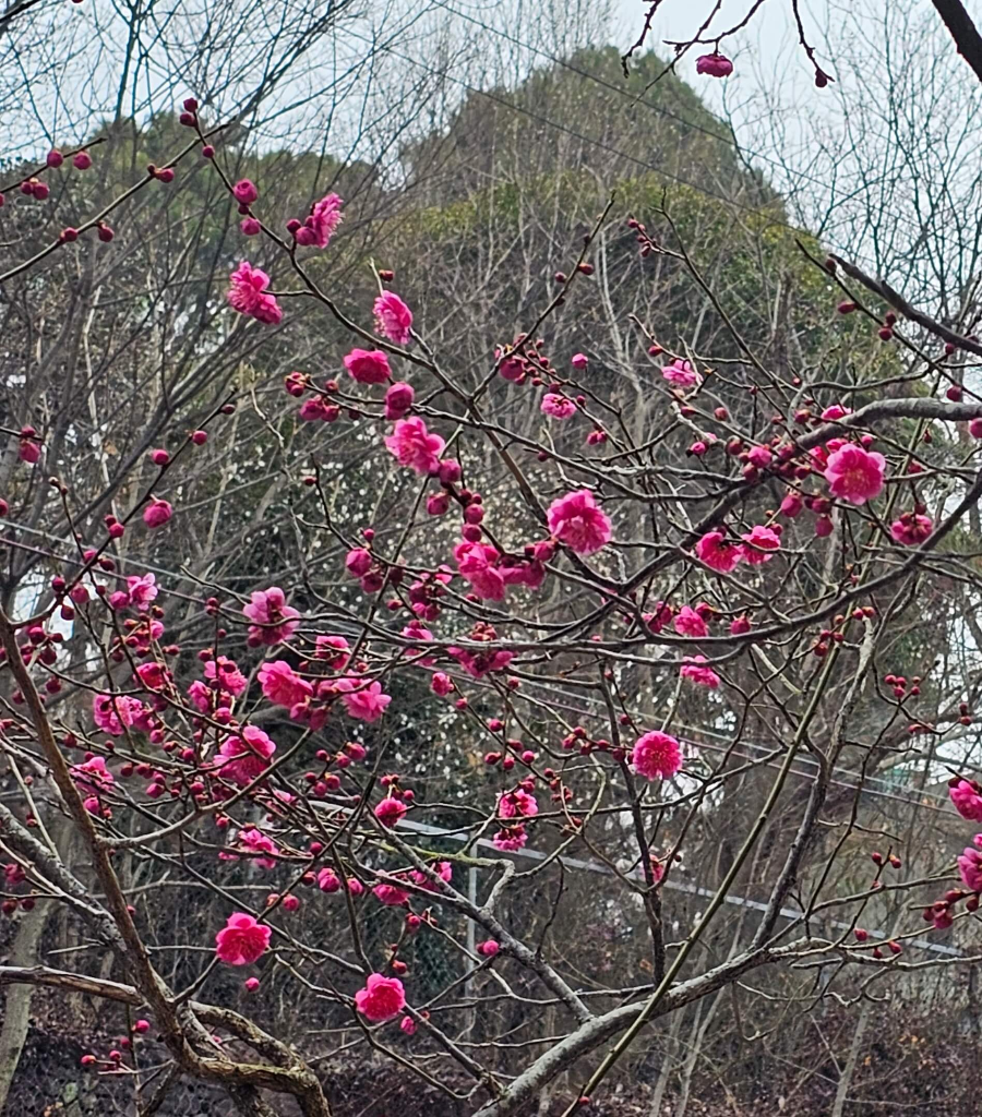매화