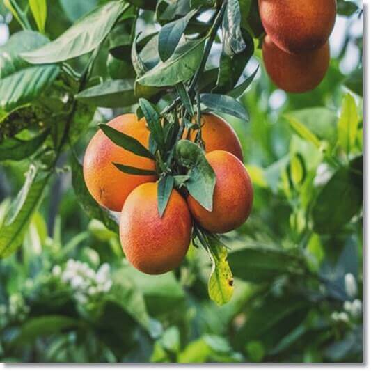 모로실 효능 및 유래