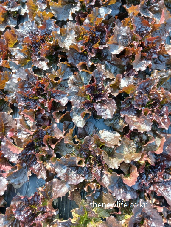 A dense patch of red lettuce forming a natural mosaic on a Korean farm, resembling a wall of leafy texture-한국 농장에서 촬영한 적상추 &ndash; 잎이 겹겹이 어우러져 벽화처럼 보이는 독특한 상추 군락