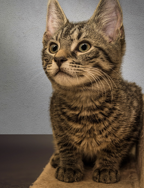 브리티쉬 숏헤어 고양이의 모든것